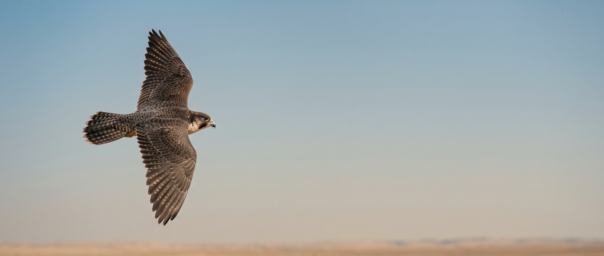 A falcon in flight in sharp side profile against open desert sky, wings fully extended